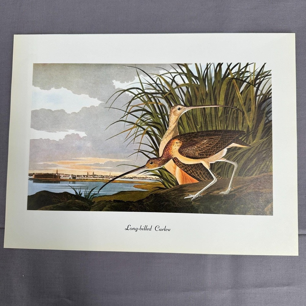 1950 Vintage Print Long Billed Curlew American Bird Art Illustration Audubon